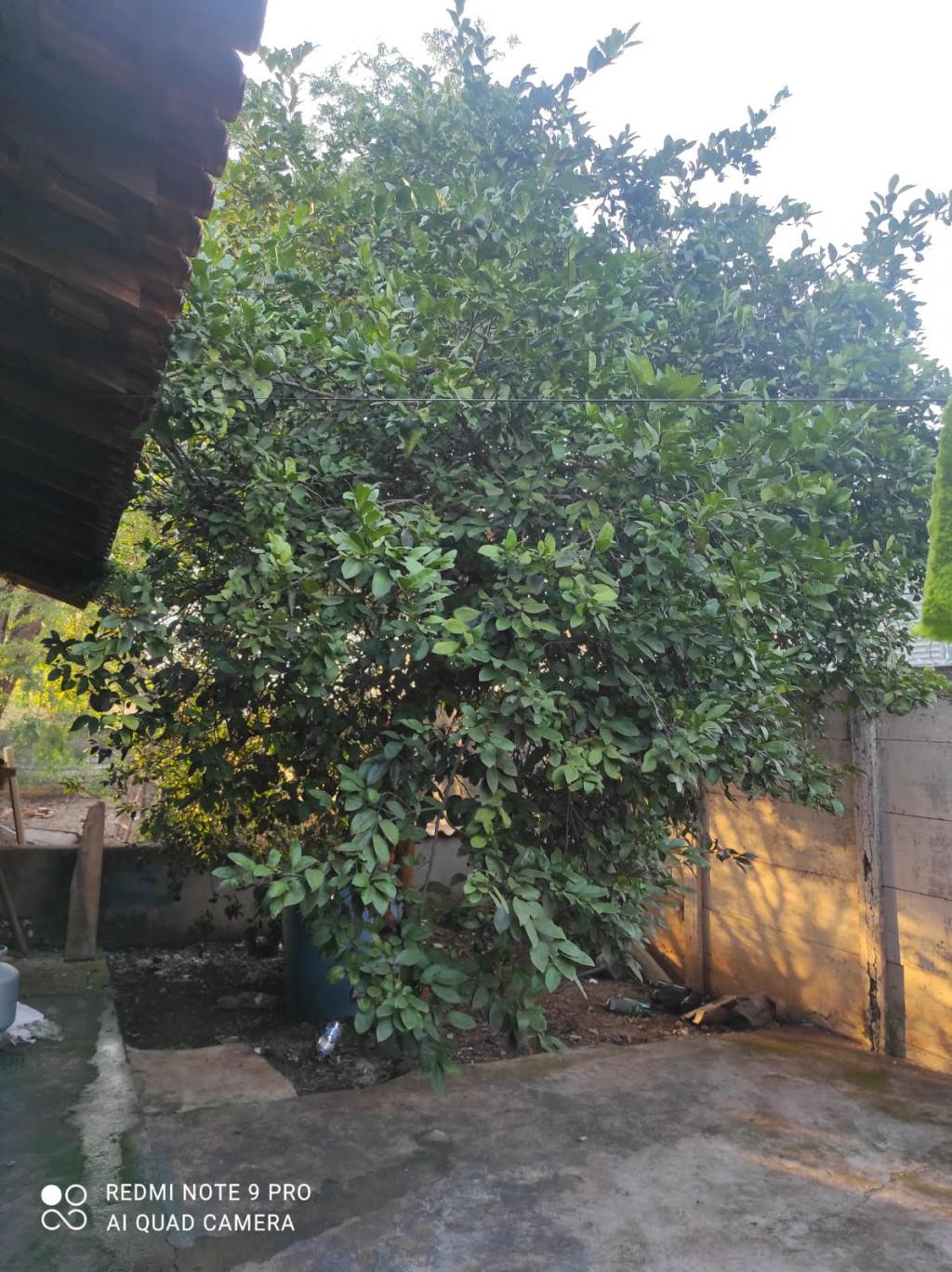 Fazenda à venda com 3 quartos, 240m² - Foto 23